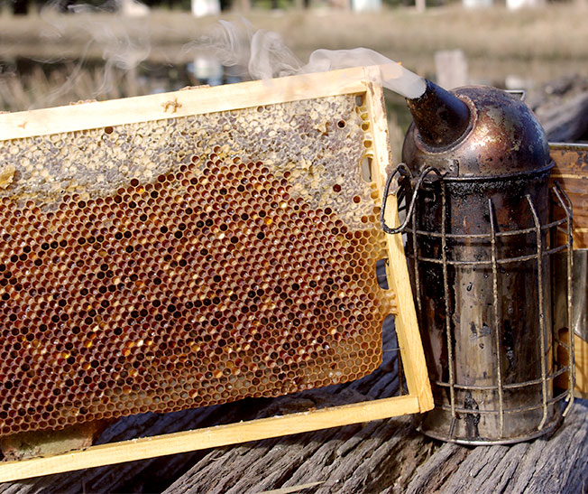 mt coramba apiculture