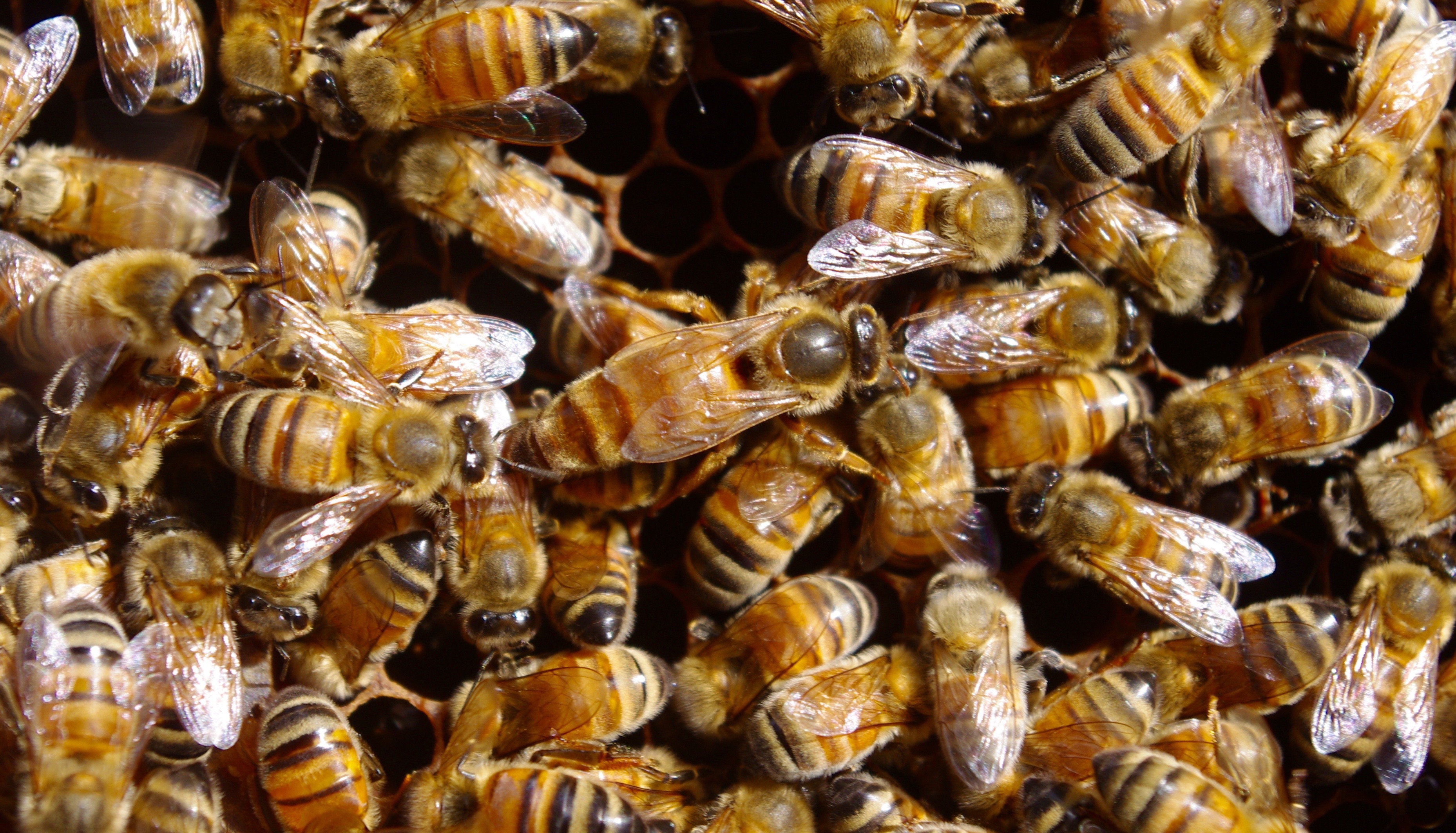 Varroa Mite Management