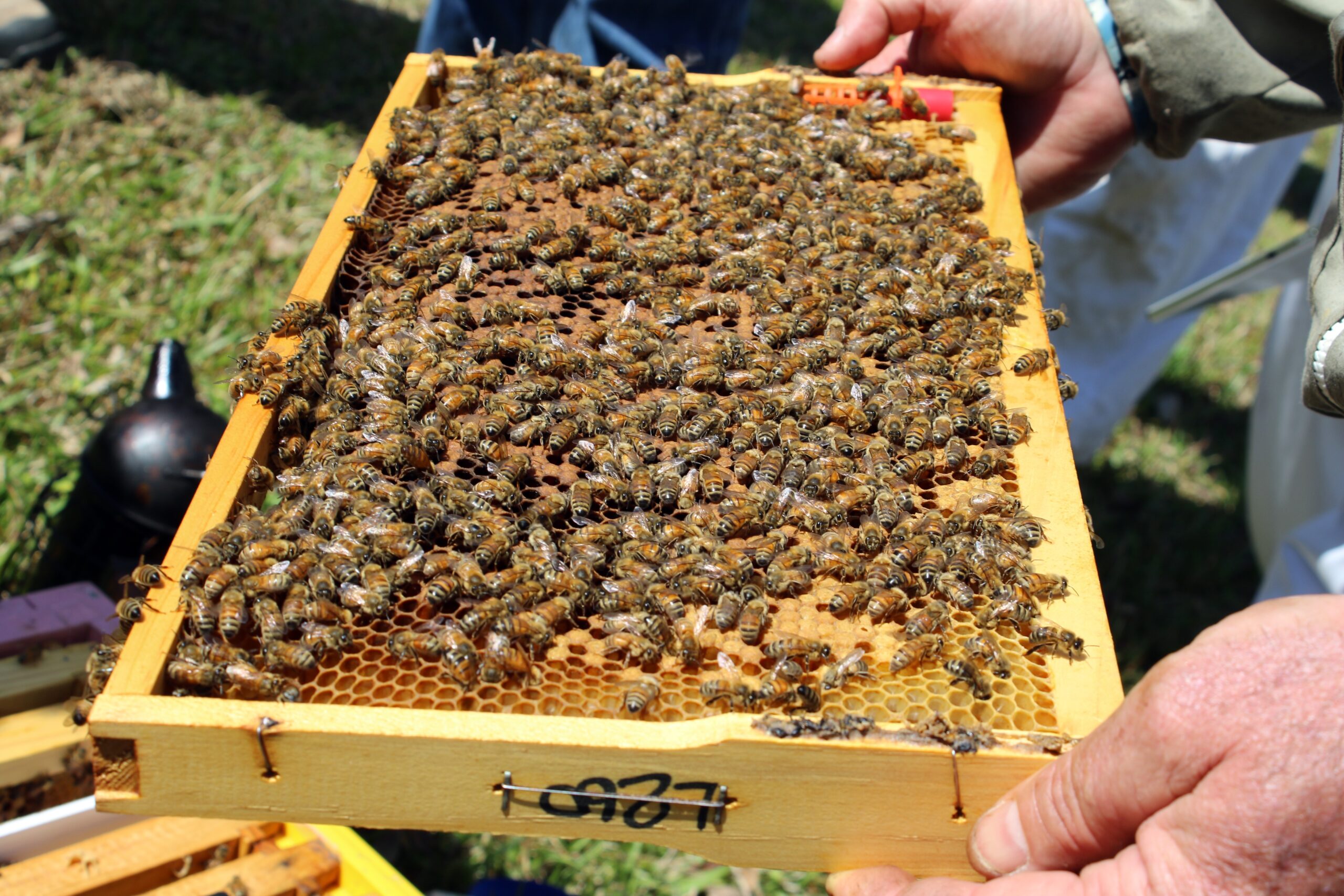 Spring hive management