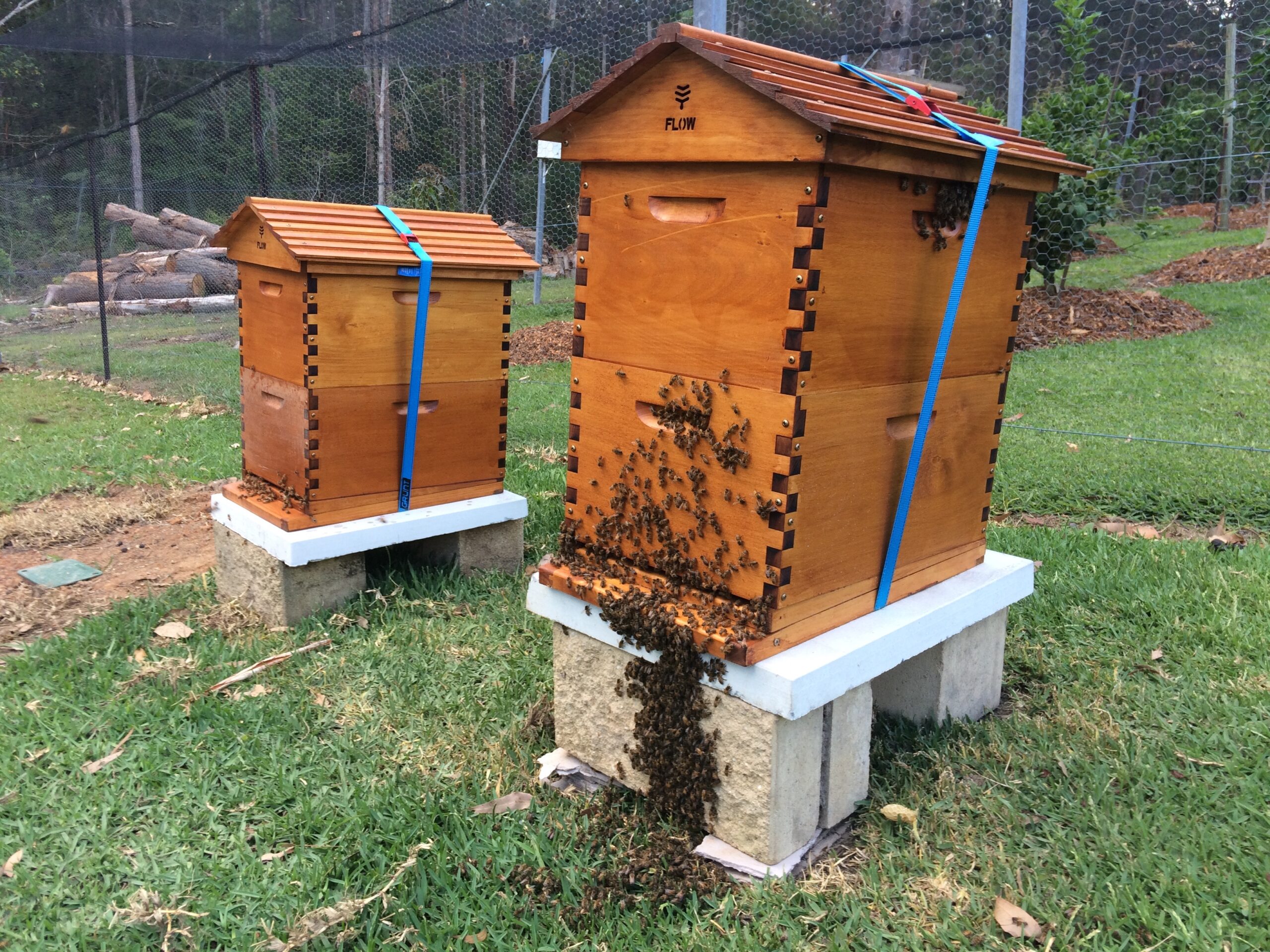 responsible backyard beekeeping
