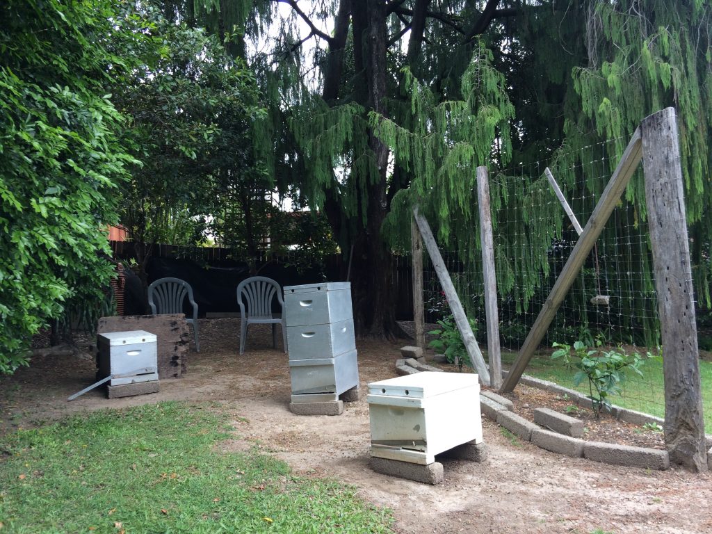well located backyard beehives