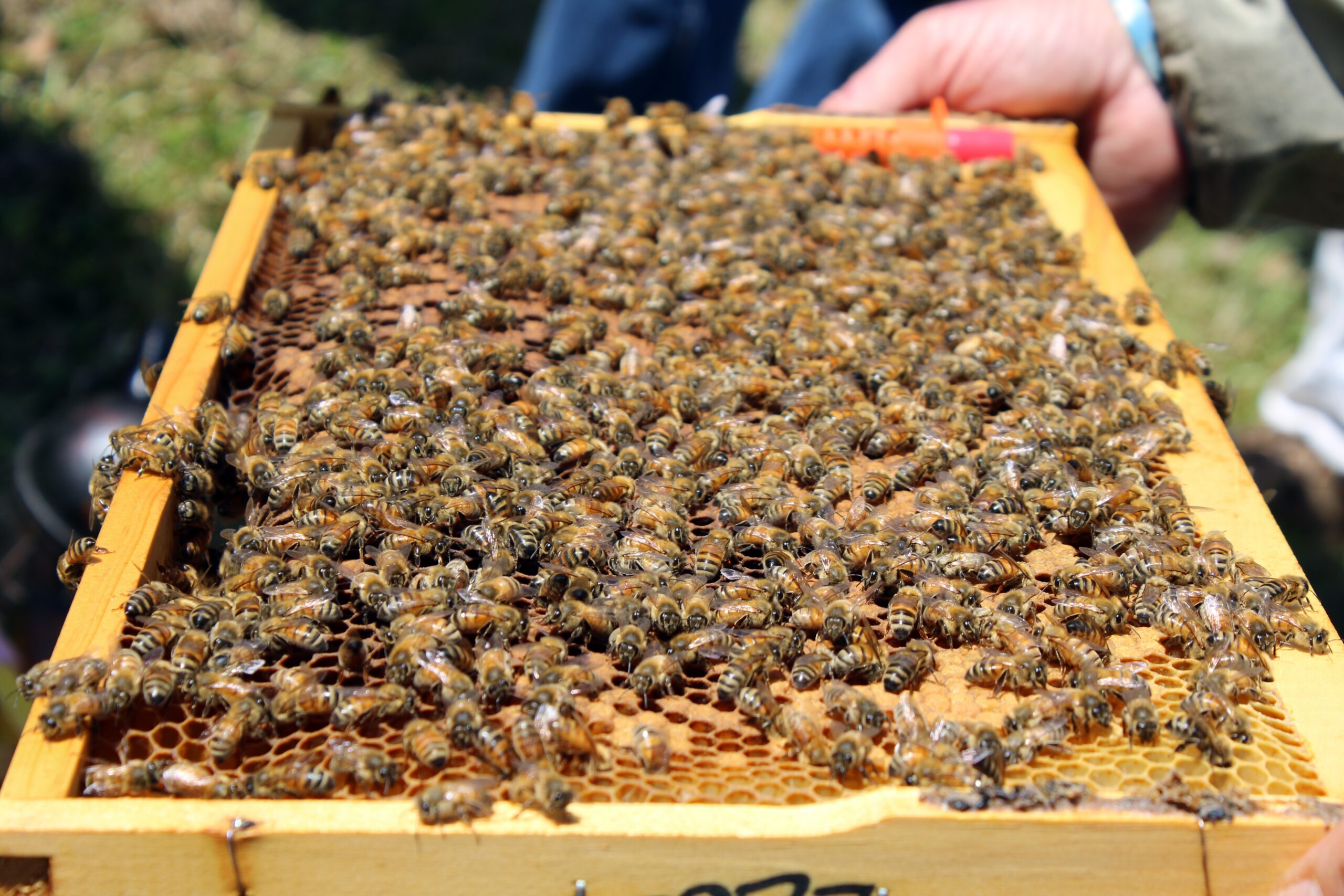 Inspecting a frame of bees at a beekeping club meeting