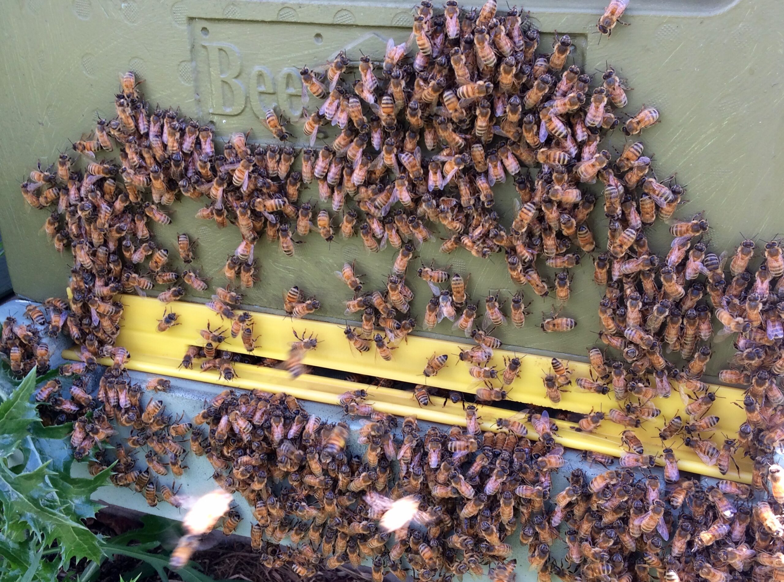 Bee stings and how to avoid them