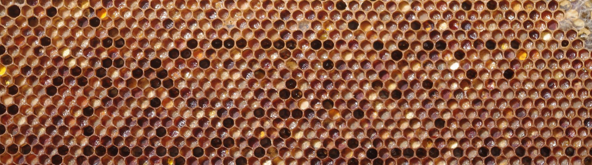 Pollen in honeycomb