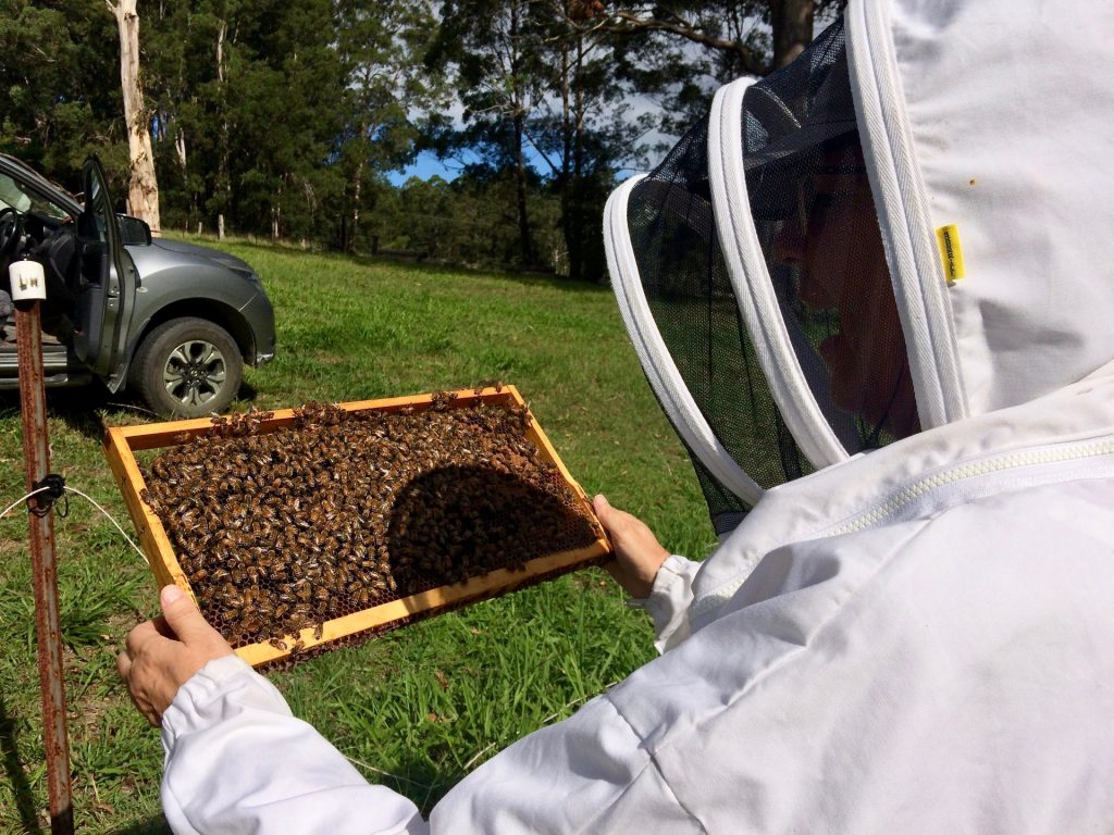 Beekeeping courses & workshops for beginners